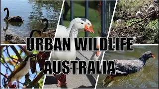 Beauty of Urban Wildlife Queensland Australia    Lake Alford Park Gympie