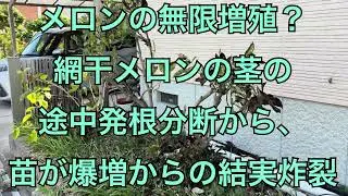 メロンの無限増殖？網干メロンの茎の途中発根から、苗が爆増からの大豊作。