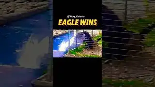 💀Eagle vs Great Egret 2025 🦅 | Real Bird Fight in the Wild | Eagle Hunting Egret #shorts #shortsfeed