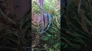 Aquarium Bliss: Relax & Unwind #shorts #aquarium #underwater #aquariumfish #aquascape #nature