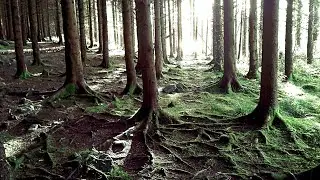CRATLOE WOODS COUNTY CLARE VLOG 16