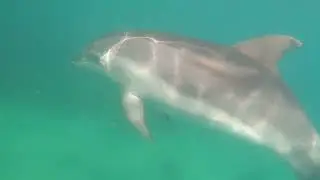 dive the weed line between Matherson Bay and Ti Point, asmr, 4k, 15.7C, 4 hours in the water, uncut.