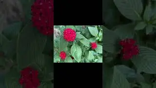 SIAPR UN Day - SI MMNW District - Oct 2023 Baguio & La Union 🍓