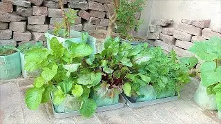 Vegetable Garden Update 7 October to 16 November Excellent Result