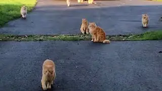 This Couple Bought A House That Came With 16 Cats