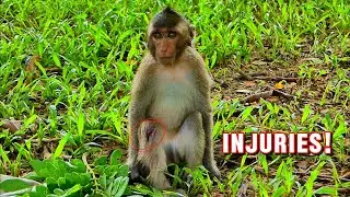 Autum&rsquo;s Painful Lesson in Jungle Hierarchy, @monkeynaturekh