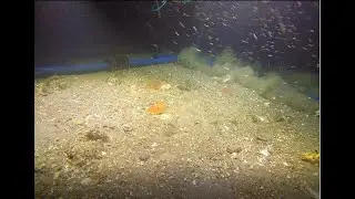 Dense scallop group in the HAPC