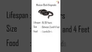 Mexican Black Kingsnake