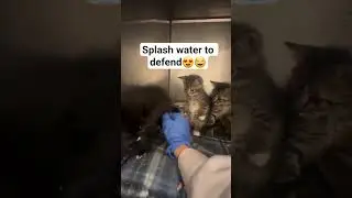 The cat splashes water to defend itself #cat #catfunny #catvideos #catlaughs #catnews