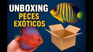 Abrimos 10 cajas con PECES  &iexcl;SORPRESA TOTAL!