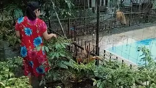 Kampung kereatip banyak tanam lagi berbuah 