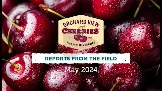 Orchard View Cherries 