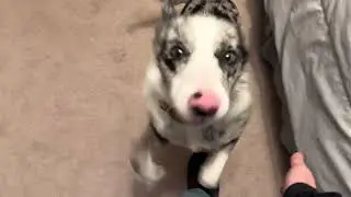 Dark Souls in Real Life - Attack of Finan - The Border Collie of Doom