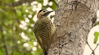 GREEN-BARRED WOODPECKER female  (COLAPTES MELANOCHLOROS), PICA-PAU-VERDE-BARRADO.
