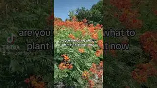 what to plant in texas in the summer? #gardening #plants #texas #landscape #flowers