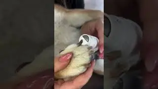 Effortless Grooming with Animigo Pet Nail Grinder | Quiet & Easy to Use!