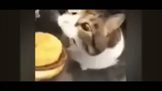 hey kitty, you can haz cheezburger slowed to 0.25%