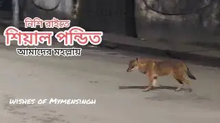 10 October 2025#doglife  #mymensingh #fox #love #funny #dog #dogs #jeddah #ksa #new #اكسبلور #travel