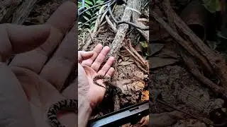 new home Coleonyx elegans