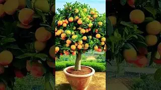 Orange Grafting fruit Crazy