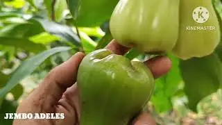 Ciri Jambu Air Green Giant