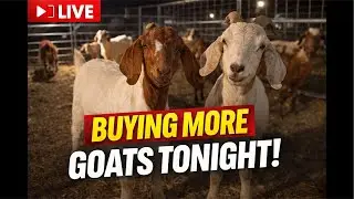 The Rotty Ranch Grabbing Some More Goats + Calf Watch After 2 cows are 9 months pregnant