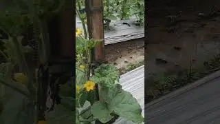 Contoh daun melon dan pertumbuhan tunas lambat kriting daun,puret dan daunya kruel kruel..