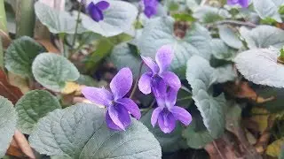 C&oacute;mo cuidar de las Violetas rastreras / Viola odorata