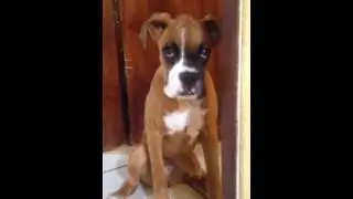 Cachorro desconfiado