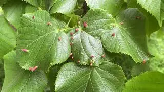 Large-leaved lime - leaves & Lime nail galls - May 2022