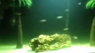Young Eureka Red Jake's and Red Fin Borleyi