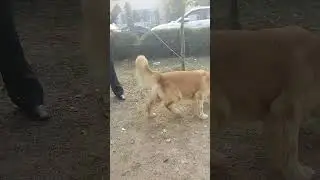 GOLDEN WORLD #goldenretreiver #goldenwords #puppy #youtubeshorts #dogshow #followers #love