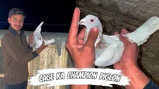 Ye hamara champion pigeon ban gaya ☺️ || Lekin  akhir q 🤔 || Pets Zone 