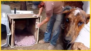 DIY Simple Dog House from Pallet & Scrap Wood