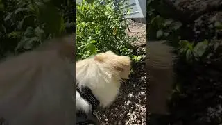 Reuniting lost cats with owners: spreading love and care