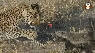 Macan Tutul diusir Musang Madu yang Marah Karena Hal ini..
