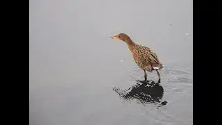 Elusive Near-Threatened Ridgway's Rail Calls and Chicken Runs Apr 2023