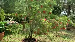 Árbol De Callistemon En Toda Su Floración