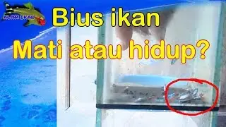 Proses pingsan ikan atau pembiusan ikan complete