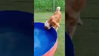 Saint Bernard dog rescue China