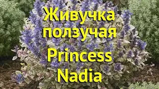 Живучка ползучая Принцесса Надя. Краткий обзор, описание характеристик ajuga reptans Princess Nadia