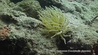Giant Anemones Under the Frederiksted Pier