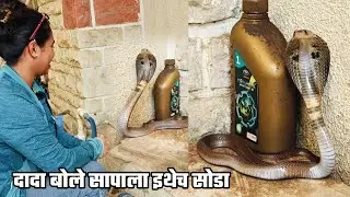 सापाला पकडण्यासाठी कसा ट्रॅप लावला होता पाहा