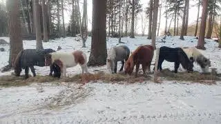 Horses in Gribskov forest, Denmark 3/4 - 2026011