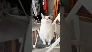 I saw the &ldquo;roast my cat&rdquo; post, raising the #viral #myanimal #cat #mycat