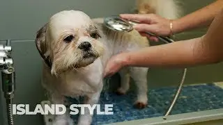 Cleaning Your Dog With Ozone Water - Island Style