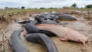 Catfish Trapped After Water Drained | Huge Catch!