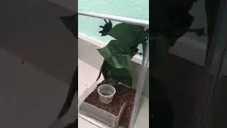 Tong-feeding my Avicularia avicularia tarantula- Tips & Tricks