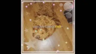 exotic dog:3.#capcut#edit#dog#puppy