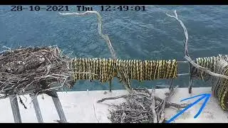Port_Lincoln Osprey_ Curious seal at the ospreys nest / Любопытный тюлень у гнезда скоп